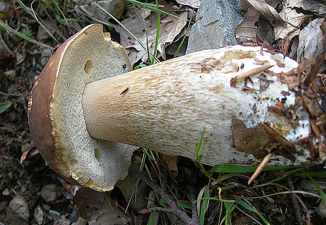 La flora micologica oltre i 1000 m.